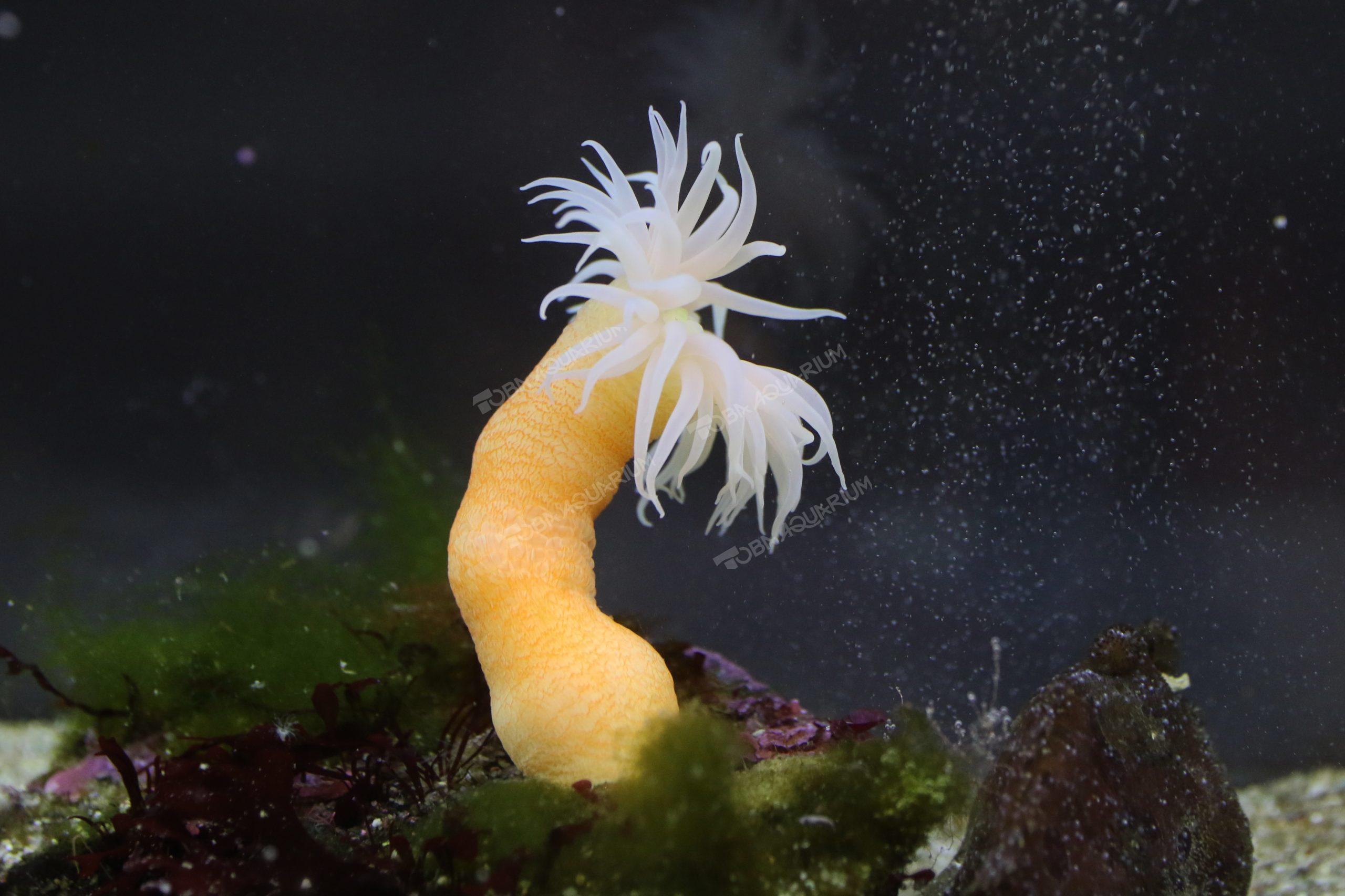 カワリギンチャク - 生きもの図鑑 鳥羽水族館
